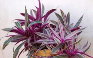 Планомерный уход за рэо цветком в домашних условиях