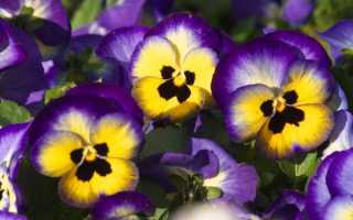 Благоприятные дни для посева виолы на рассаду в 2020 году