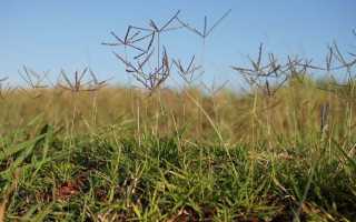 Как избавиться от сорняка Свинорой