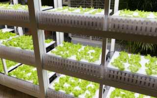 Выращивание растений на гидропонике в домашних условиях: видео