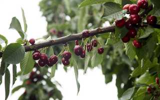 Описание и выращивание рододендрона Голден Лайтс