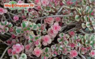 Очиток или седум: популярные виды и сорта с фото, особенности выращивания и ухода за цветами