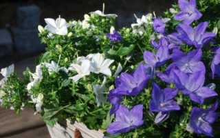 Кампанула садовая многолетняя — посадка и уход
