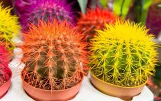 5 кактусов, которые проживут больше 100 лет при должном уходе