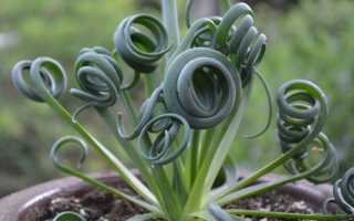 Альбука спиральная — выращивание и размножение