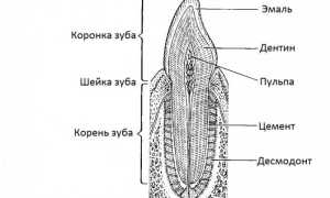 Челюсть, зубы барана и овцы: анатомическое строение, как определить возраст животных