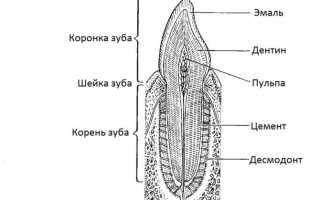 Челюсть, зубы барана и овцы: анатомическое строение, как определить возраст животных
