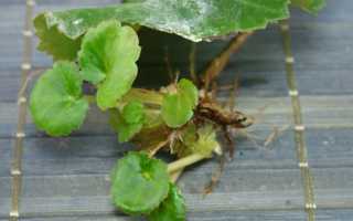 Бегония Элатиор уход в домашних условиях после покупки и цветения