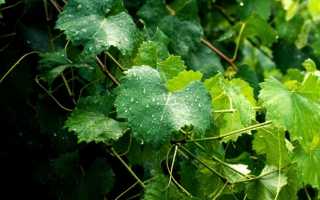 Виноград листья полезные свойства и противопоказания