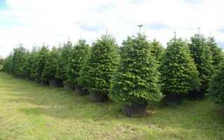 Уход и разведение в Подмосковье кавказской пихты Нордмана