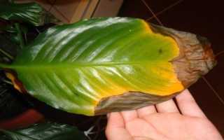 Как вылечить цветок Женское счастье. Болезни и лечение спатифиллума