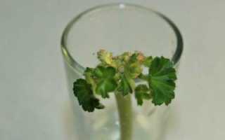 Описание и сорта тидеи. Как ухаживать за этим цветком?