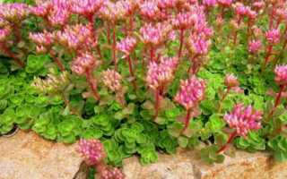 Очиток: выращивание из семян, фото, посадка и уход в открытом грунте