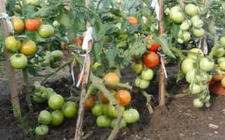 Помидоры «Красным-красно f1»: описание, агротехника выращивания