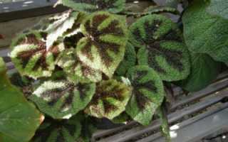 Все о правильном размножении бегонии в домашних условиях