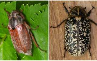 Майский жук Ваше имя (обязательно) Ваш e-mail (обязательно) Тема Сообщение Пожаловаться ▲▼ ПроблемыИнформация невернаОпечатки, неверная орфография и пунктуацияИнформация потеряла актуальностьНедостато