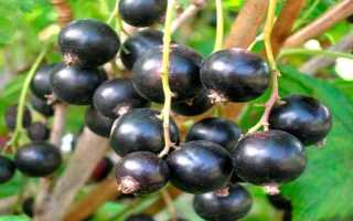 Черная смородина Пигмей: описание сорта, посадка и уход