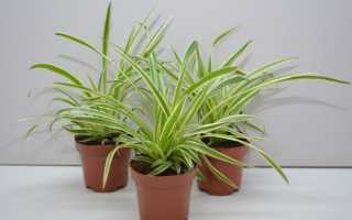 Описание аира болотного: польза и вред, инструкции по применению, сбор