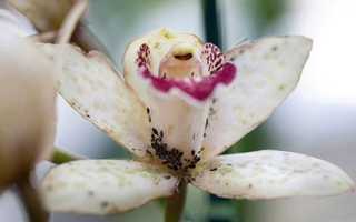 Что делать, если на орхидеях появилась тля