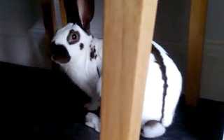 Порода кроликов Бабочка Ваше имя (обязательно) Ваш e-mail (обязательно) Тема Сообщение Пожаловаться ▲▼ ПроблемыИнформация невернаОпечатки, неверная орфография и пунктуацияИнформация потеряла актуально