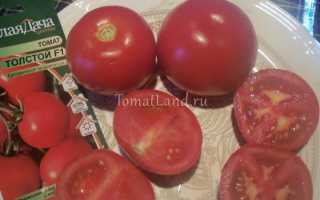 Томат Толстой F1 — известный представитель голландских гибридов