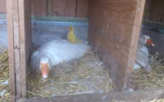 Чем кормить гусей с первых дней жизни в домашних условиях