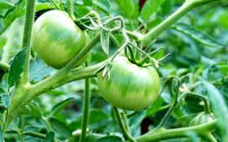 Томат Полным-полно — описание и характеристика сорта