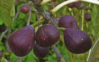 Как выращивать инжир в открытом грунте?