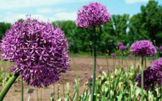 Красота луковая: посадка и выращивание декоративного лука, фото сортов