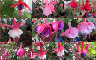 Фуксия — сорта Pinto De Blue, Доллар Принцесс, Оранж Кинг и др.