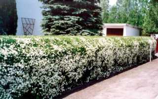 Секреты успешного выращивания спиреи серой и пепельной Грефшейм