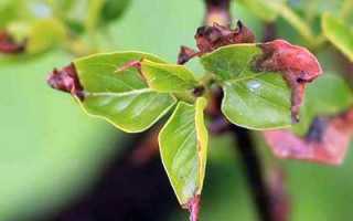 Болезни сирени описание с фотографиями