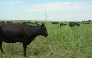 Многолетние травы – стабилизирующее звено кормопроизводства