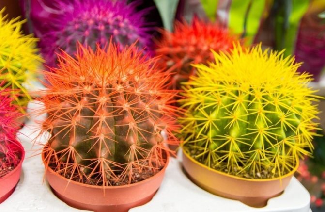 5 кактусов, которые проживут больше 100 лет при должном уходе