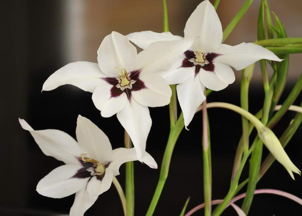 Ацидантера двухцветная посадка и уход фото