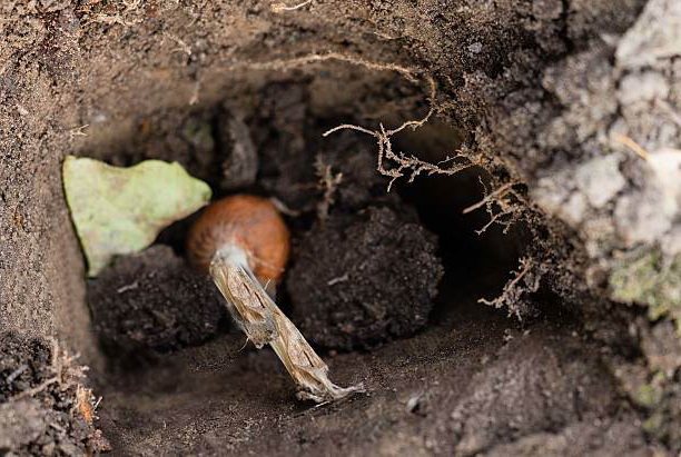 Ацидантера фото посадка и уход в открытом грунте