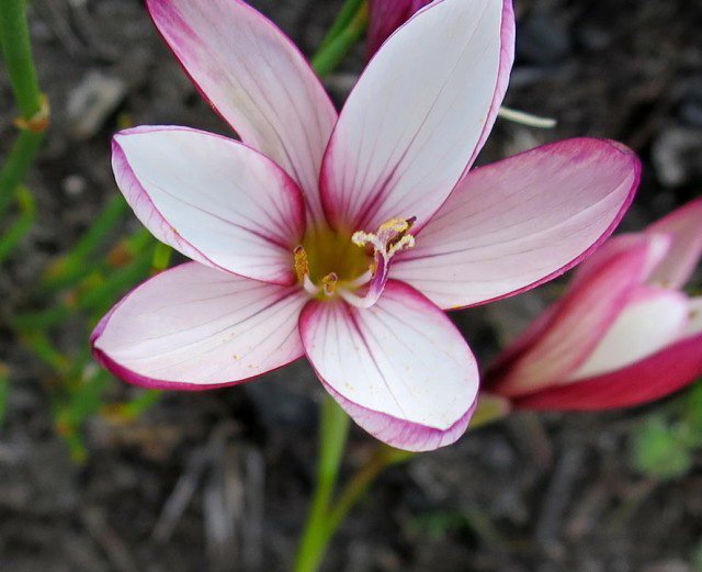 Ацидантера Фуркада Acidanthera fourcadei