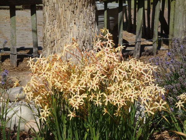 Ацидантера капская Acidanthera capensis фото