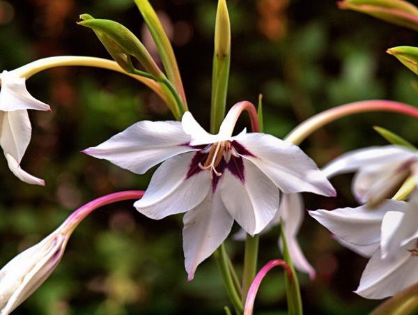 Ацидантера мюриэл фото цветов