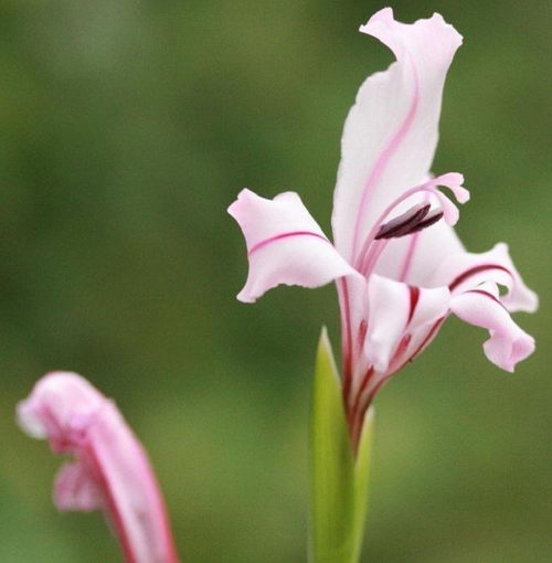 Ацидантера злаколистная Acidanthera graminifolia фото