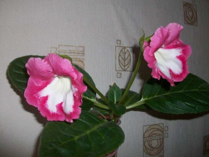 Американочка