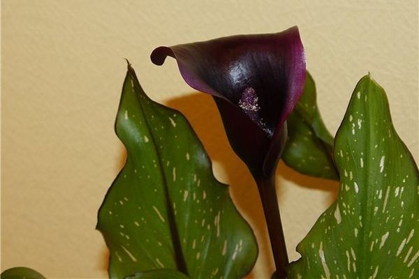 Антракоз каллы