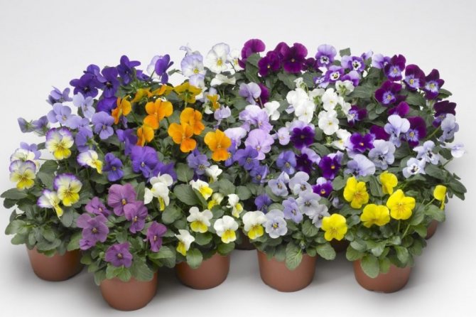 Анютины глазки символизируют верную любовь