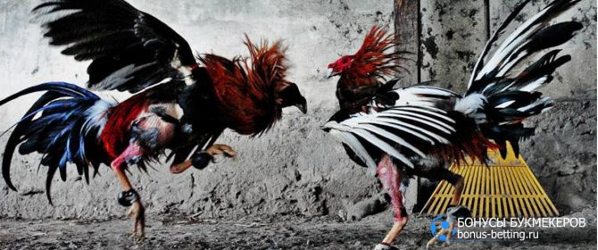 боевые петухи