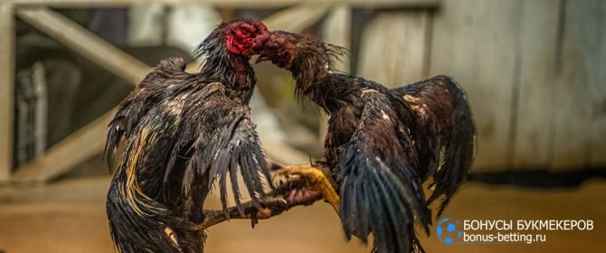 боевые птицы