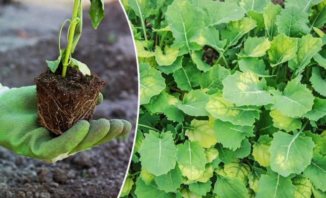 Болезни брюквы