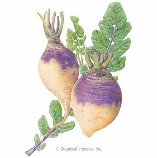 Брюква ботаника