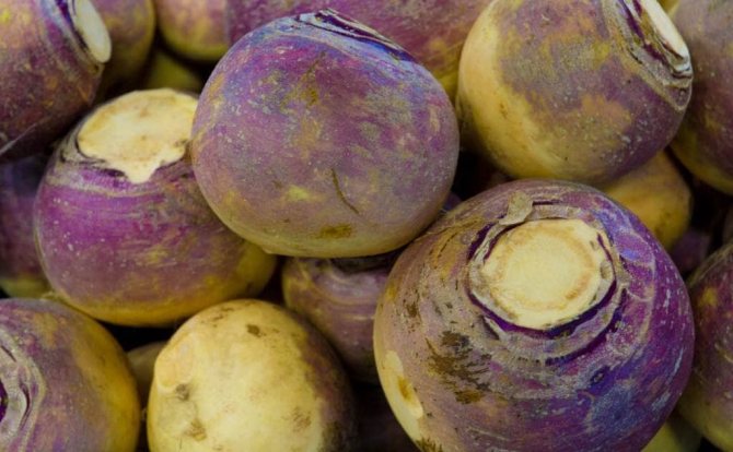 Брюква Красносельская