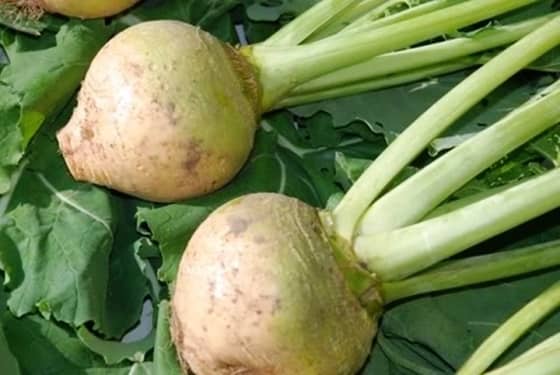 Брюква Куузику