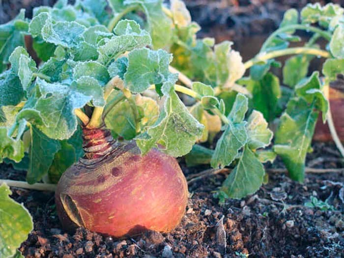 Брюква на грядке